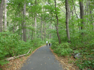 photo of trail in Inwood Hill Park woodland