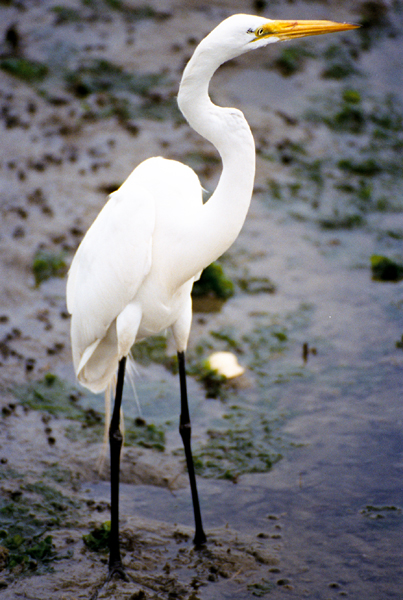 photo of Great Egret