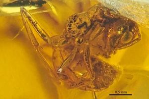 photo of fossil Cretaceous ant