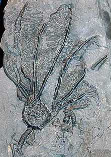 photo of fossil crinoid Gennaeocrinus