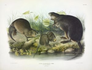 Audubon print of muskrat, 1845
