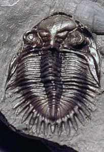 photo of NY Devonian trilobite Neometacanthus