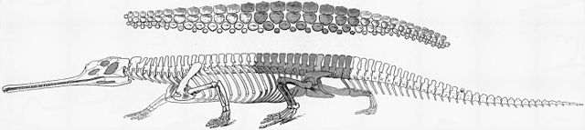 illustration of Rutiodon manhattanensis