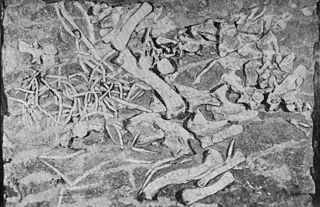 photo of fossil bone slab of Rutiodon manhattanensis