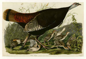 Painting of Wild Turkey female and poults by John James Audubon, 1827-1838