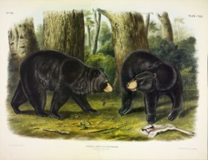 Audubon print of Black Bear, 1847