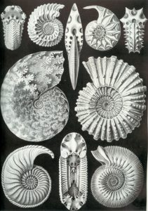 illustration of ammonite fossils by Ernst Haeckel, 1904