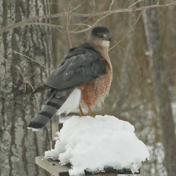 photo of Cooper's Hawk adult male