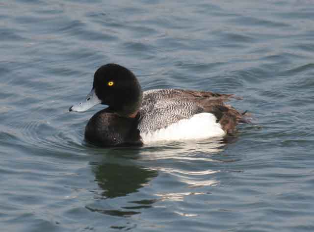 photo of Greater Scaup