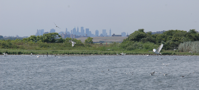 photo of Manhattan skyline from Jamaica Bay National Wildlife Refuge