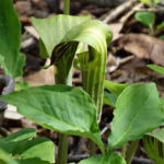 photo of Jack-in-the-Pulpit