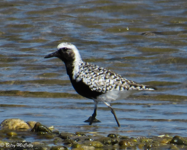 Photo of Black-bellied Plover breeding male plumage