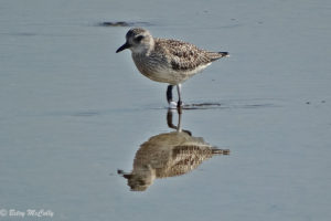 photo of black-bellied plover in winter