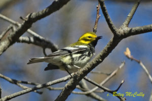 photo of male black-throated green warbler in breeding plumage