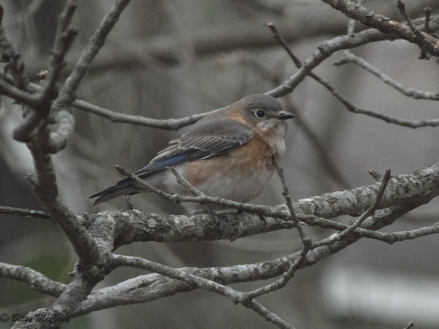 photo of juvenile bluebird