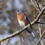 Photo of Bluebird adult male.