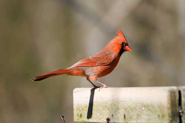 Photo of cardinal
