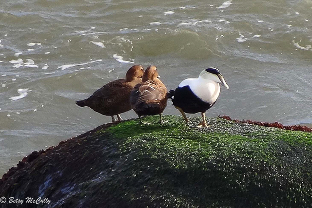 photo of male and female common eiders