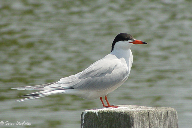 Photo of Common Tern