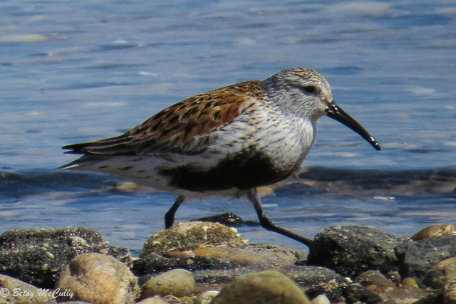 photo of Dunlin, breeding plumage