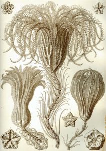 Drawing by Ernst Haeckel of stalked crinoids (sea lilies)