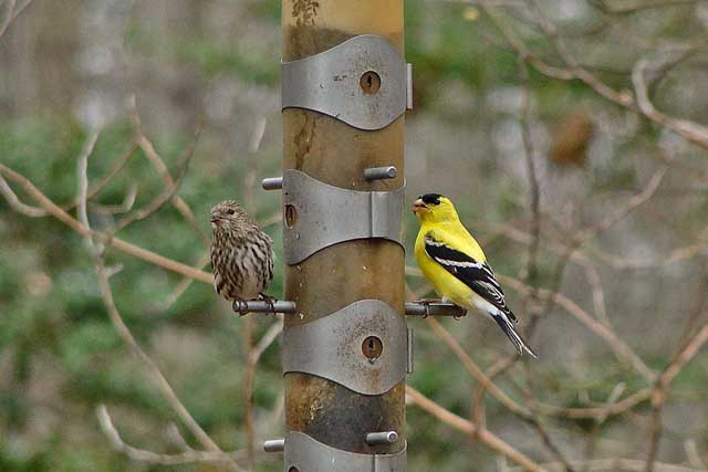 American Goldfinch and Pine Siskin | New York Nature
