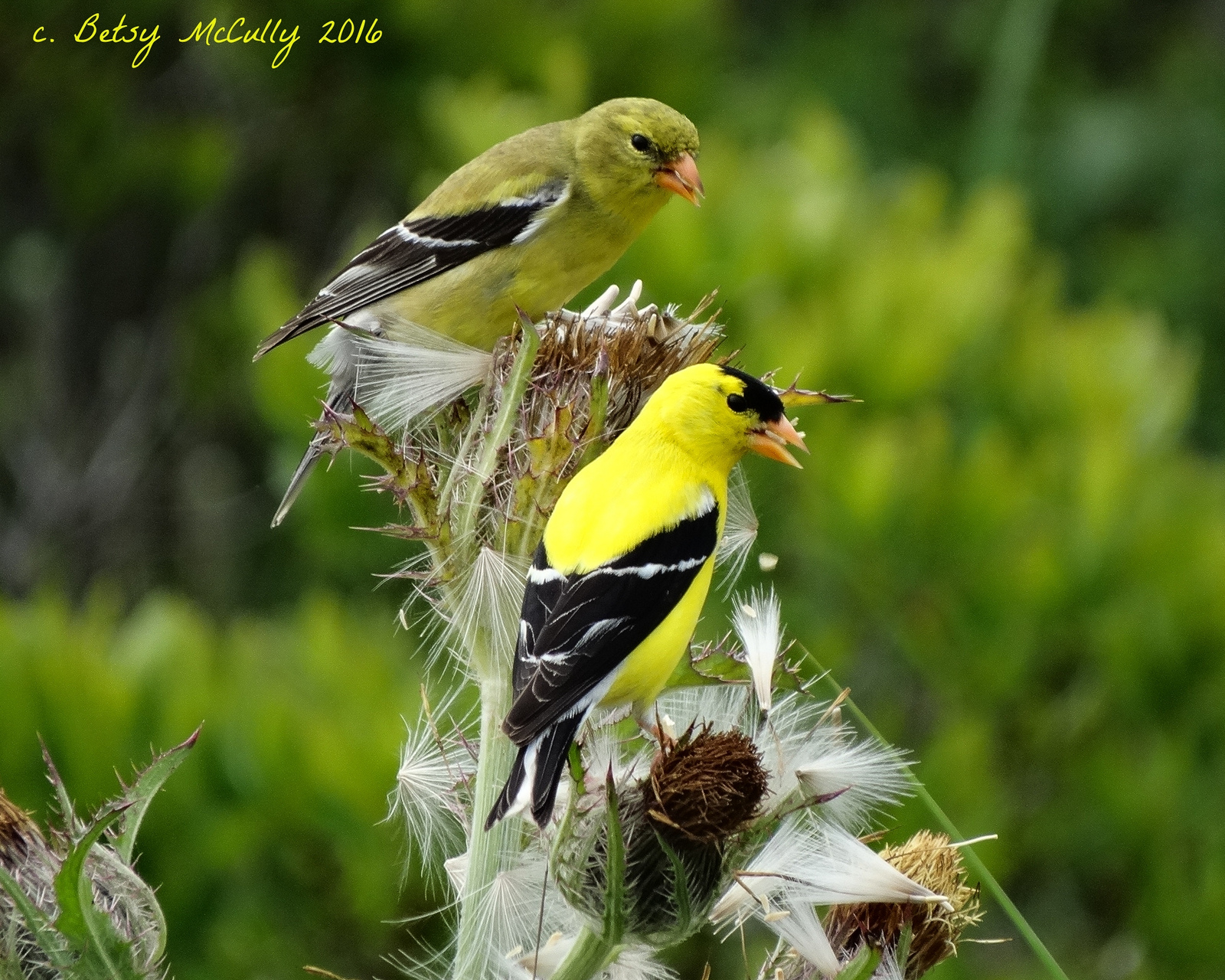 photo of goldfinch pair
