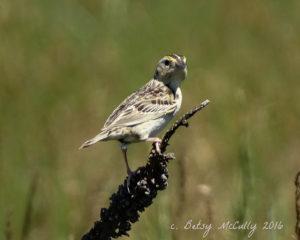 photo of Grasshopper Sparrow