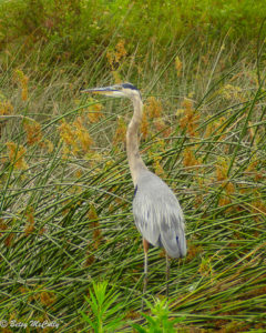 photo of Great Blue Heron in marsh