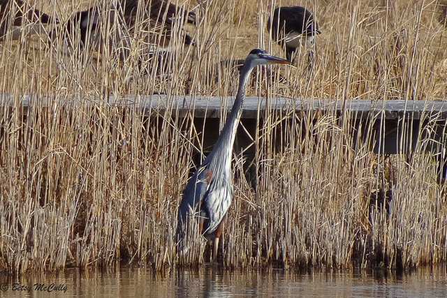 photo of Great Blue Heron