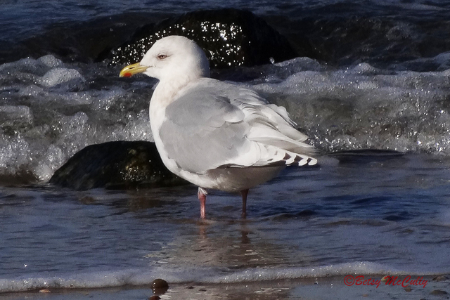 photo of herring gull in winter