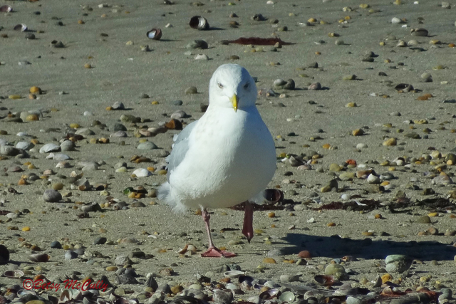 Photo of Herring Gull