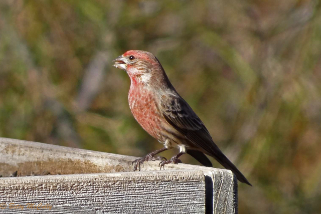 photo of house finch