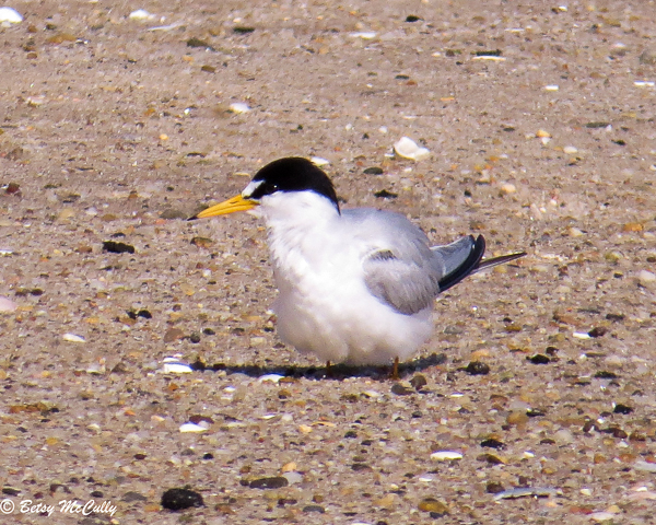 Photo of Least Tern