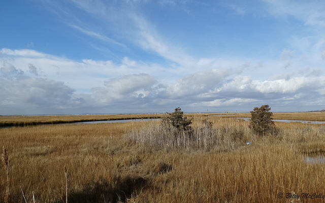 photo of salt marsh in winter