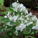 photo of mountain laurel flowers