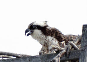 photo of osprey on nest