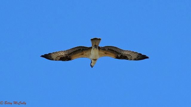 photo of Osprey in flight