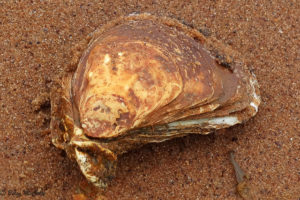 photo of oyster shell