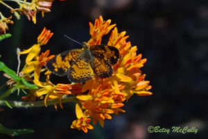 photo of Pearl Crescent in Butterfly Weed