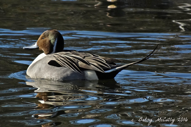 photo of wintering Pintail duck