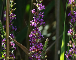 Purple Loosestrife, an invasive wetland wildflower