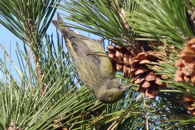 photo of female Red Crossbill