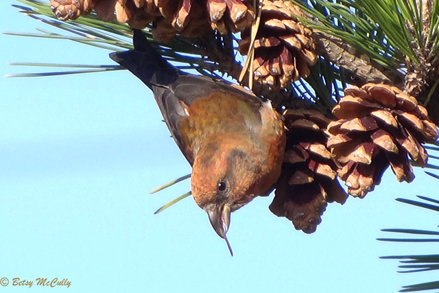 photo of immature male Red Crossbill