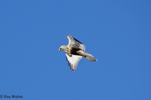 photo of Rough-legged Hawk overhead