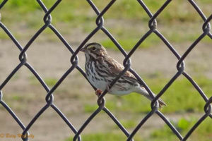 photo of Savannah Sparrow