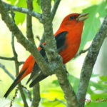 photo of male scarlet tanager in spring