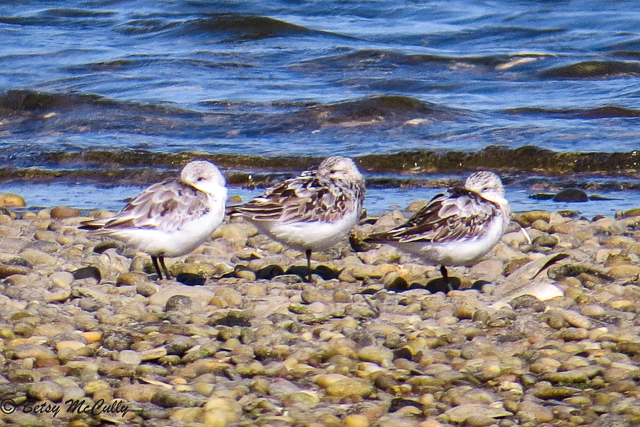 photo of Semipalmated Sandpipers
