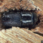 photo of Southern Pine Beetle