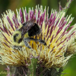 photo of bumblebee in Yellow Thistle